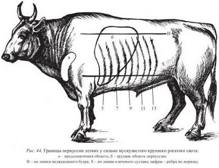 Examenul piept de animale - Totul despre veterinar (mamar) Examinarea pieptului animalelor - Totul despre medicina veterinară
