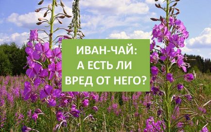 Іван-чай чи є шкода від його використання