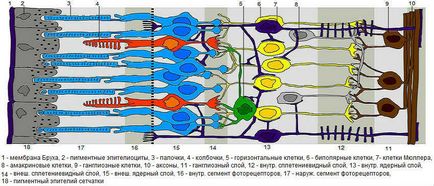 Din ce straturi retina ochiului consta, asa cum sunt numite, functiile lor
