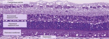 Din ce straturi retina ochiului consta, asa cum sunt numite, functiile lor