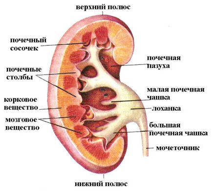 Modificări ale rinichilor la uzi, boli vasculare și patologie