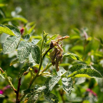 Din cauza ce cresc trandafirii negri și ce să facă cu floriculturistul