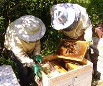 Cât de des și când să inspecteze albinele