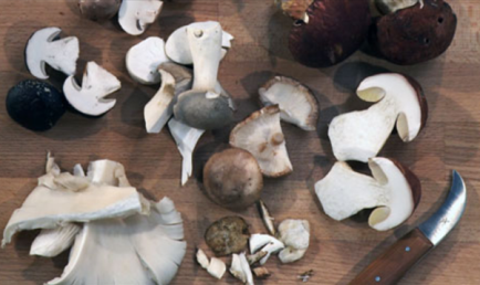 Hogyan tisztítható gombák (tanulni főzni), beautyinfo