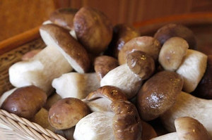 Як готувати рядовками рецепти приготування грибів в домашніх умовах, грибний сайт