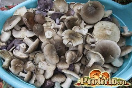 Főzni blewits sót, felforraljuk és pácolt