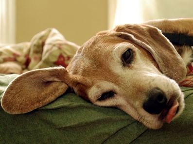 Cum și ce să tratăm urechile la câini