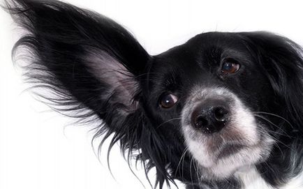 Cum și ce să tratăm urechile la câini