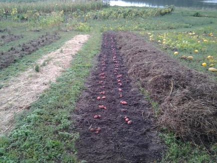 Hogyan válasszuk ki a zöldtrágya burgonya számára