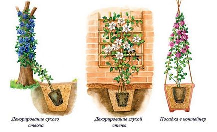 Cum și unde să pună corect Clematis, grădina de flori