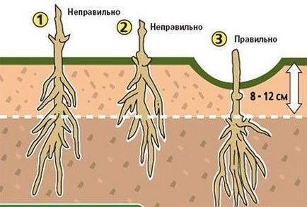 Як і куди правильно посадити клематис, квітник