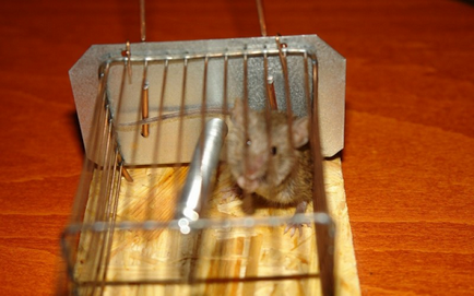 Як позбутися мишей на дачі назавжди