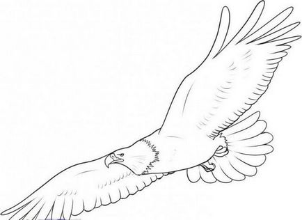 Як намалювати птаха поетапно олівцем