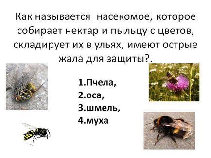 Як називається комаха, яке збирає нектар і пилок з квітів, презентація 22568-13