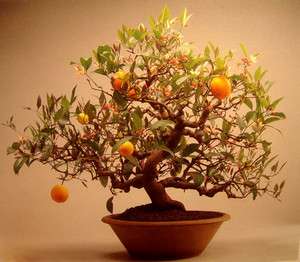 Cum este îngrijirea acasă pentru bonsai din ficus, pin, carmona