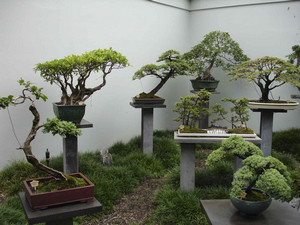 Cum este îngrijirea acasă pentru bonsai din ficus, pin, carmona