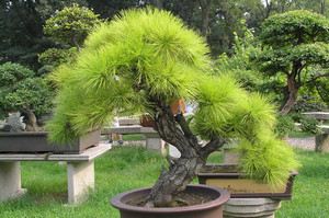 Cum este îngrijirea acasă pentru bonsai din ficus, pin, carmona