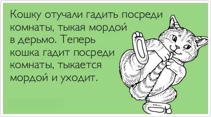 Як відучити кота гадити в недозволеному місці рада фахівця, в будинку на ліжко, скрізь і де