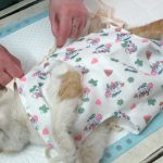 Cum să dezactivați pisica pentru a rahata într-un loc gresit sfatul unui specialist, în casa de pe pat, oriunde și oriunde