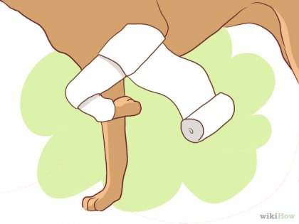 Ahogy a kutya válla kötések (elsősegély készlet kell a következő) Ahogy a kutya válla kötést