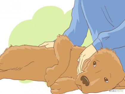 Cum să reîncărcați un umăr de câine