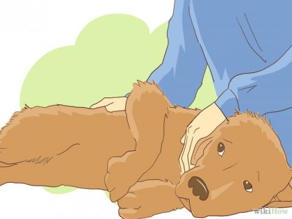 Ahogy a kutya válla kötést (DIY) Ahogy a kutya válla kötést