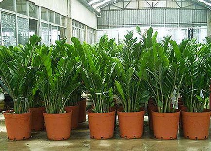 Hogyan transzplantáció Zamioculcas, és milyen méretű van szükség pot, virágcserép transzplantációra után Zamioculcas