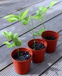 Cum să plantezi wisteria