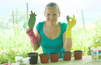 Cum să planteze un cactus fără rădăcini într-o oală cum să pregătească semințe și o creștere, un site de sex feminin - rețete,