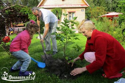 Cum să plantezi un liliac într-o grădină din țară, topovsnik