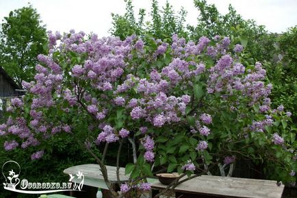 Cum să plantezi un liliac într-o grădină din țară, topovsnik