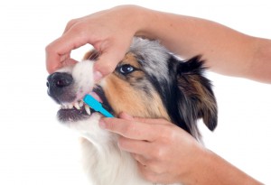 Cum să vă spălați dinții - mijloace și metode