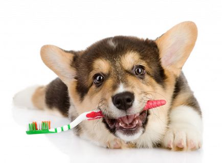 Як правильно чистити зуби собакам - засоби і способи