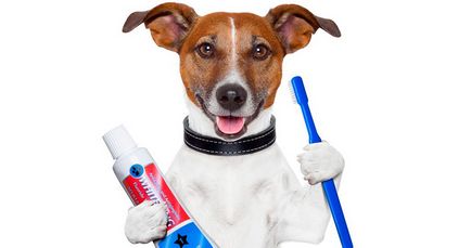 Як правильно чистити зуби собакам - засоби і способи
