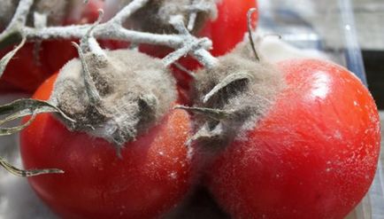 Як правильно зібрати насіння помідорів на розсаду