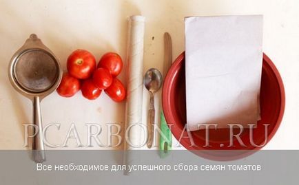 Як правильно зібрати насіння помідорів на розсаду