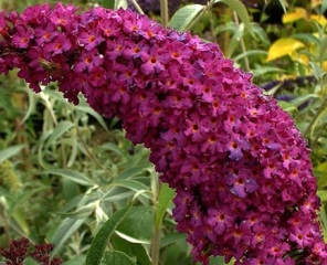 Як приманити бджіл квіти медоноси в саду