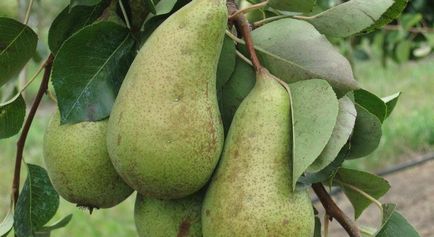 Як прищеплюють айву на грушу, яблуню, горобину та інші дерева