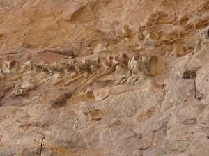 Както запазен динозавър кости прости отговори на сложни въпроси