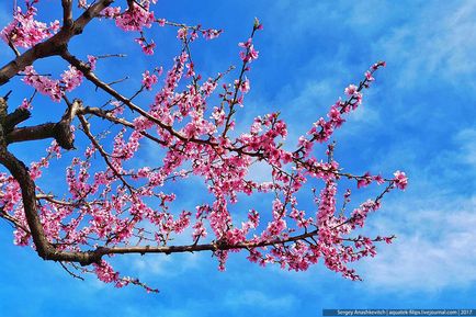 Як цвітуть персики в криму, фото новини