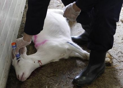 Cum să ucizi un video de capră