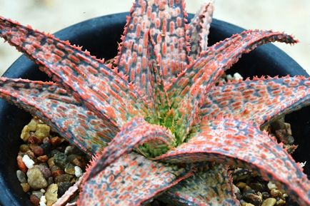 Cum de a rădăcina appendages de suculente - Aloe, Gasteria, Haworthia