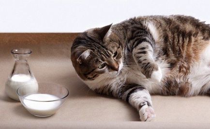 Hogyan törődik terhes szibériai macska