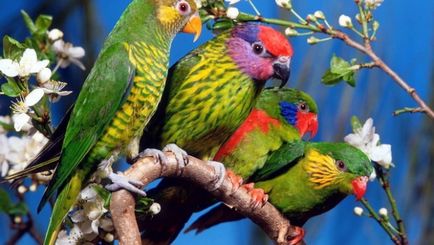 Cum să ai grijă de un papagal, o îngrijire adecvată