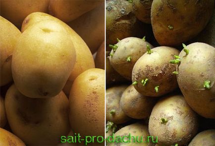 Як вибирати картоплю на посадку
