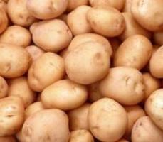 Як вибрати картопля на посадку