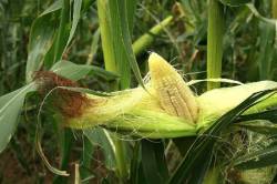 Як виростити кукурудзу