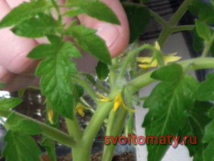 Як виростити ранні томати