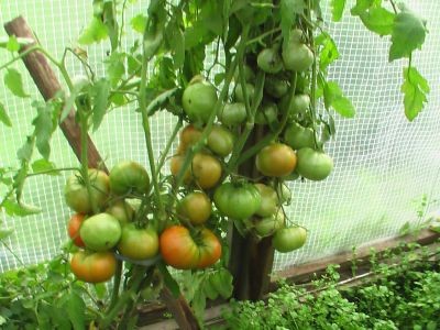 Як виростити ранні томати