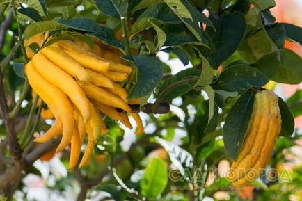 Hogyan növekszik a citrom - a kezét a Buddha